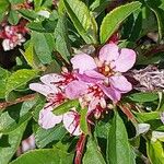 Prunus prostrata Virág