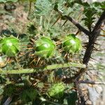 Solanum sisymbriifolium Fruit