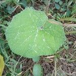 Tussilago farfaraLeaf