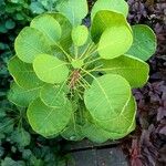 Cotinus coggygria ഇല