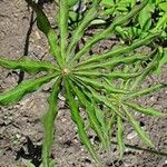 Arisaema erubescens Leaf