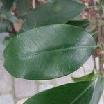 Ficus americana Leaf