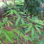 Mimosa polycarpa Sonstige