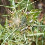 Galactites duriaei Mbuma