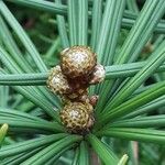 Sciadopitys verticillata Fula