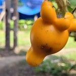 Solanum mammosum Fruit