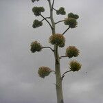 Agave chrysantha