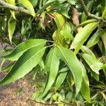 Quercus myrsinifolia Blatt