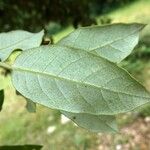 Quercus ilex Blad