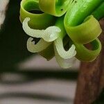 Vasconcellea pubescens Blüte