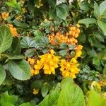 Berberis darwinii Квітка