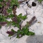 Salix breviserrata Likasa