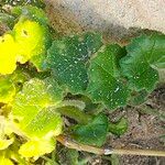 Cineraria geifolia Leaf