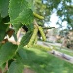 Betula lenta Flower