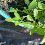 Coreopsis auriculata 叶