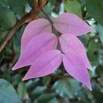 Syzygium baudouinii Fiore