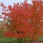 Acer tataricum অভ্যাস