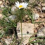 Leucanthemum graminifolium Flor