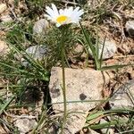 Leucanthemum graminifolium Fleur