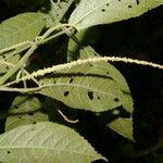 Acalypha apodanthes Levél