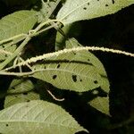 Acalypha apodanthes Hoja