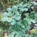 Saxifraga spathularis Blatt