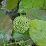 Cephalanthus occidentalis Fruit