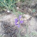 Delphinium verdunense Flower