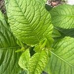 Elephantopus carolinianus Leaf