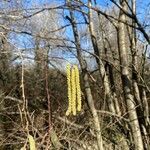 Alnus serrulata Bloem