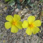 Diatelia tuberaria Flower