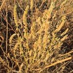 Meiosperma bracteatum Φρούτο
