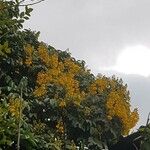 Senna viarum Cvet