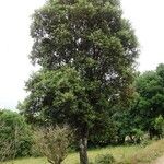 Quercus ilex 整株植物