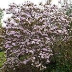 Rhododendron davidsonianum Alkat (teljes növény)