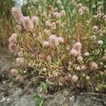 Trifolium arvense Habitus