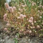 Trifolium arvense Libunga