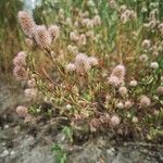 Trifolium arvense Plante entière