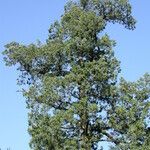 Juniperus chinensis Hábitos