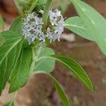 Mentha arvensis Flower