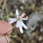 Silene portensis Blüte