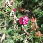 Leptospermum scoparium Květ