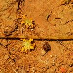 Amphimas ferrugineus Цвят