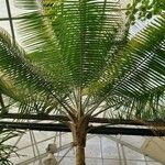 Cocos nucifera عادت داشتن