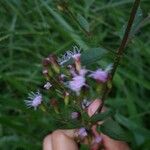 Conoclinium coelestinum Flower