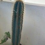 Pilosocereus pachycladus ഇല