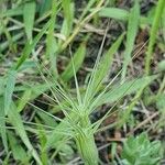 Aegilops neglecta 葉