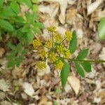 Zizia aurea Flower