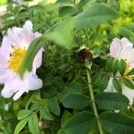 Rosa roxburghii Flower