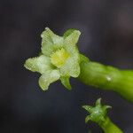 Helmontia leptantha Flower